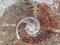 Polished Cleoniceras Jigsaw Ammonite Fossil x 1 From Tulear, Madagascar
