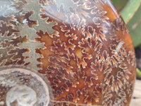 Polished Cleoniceras Jigsaw Ammonite Fossil x 1 From Tulear, Madagascar