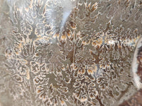 Polished Cleoniceras Jigsaw Ammonite Fossil x 1 From Tulear, Madagascar