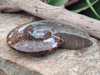 Polished Cleoniceras Jigsaw Ammonite Fossil x 1 From Tulear, Madagascar