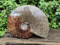 Polished Cleoniceras Jigsaw Ammonite Fossil x 1 From Tulear, Madagascar