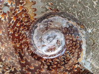 Polished Cleoniceras Jigsaw Ammonite Fossil x 1 From Tulear, Madagascar