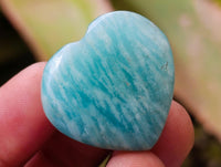Polished Amazonite Hearts x 35 From Madagascar