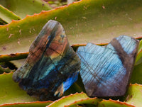 Polished On One Side Labradorite x 24 From Tulear, Madagascar