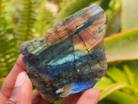 Polished On One Side Labradorite x 24 From Tulear, Madagascar