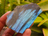 Polished On One Side Labradorite x 24 From Tulear, Madagascar