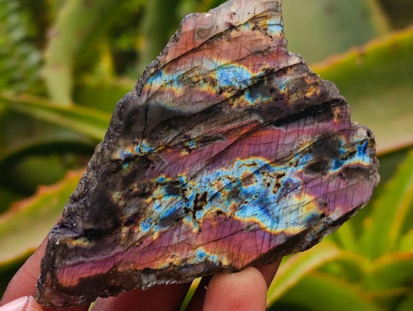 Polished On One Side Labradorite x 24 From Tulear, Madagascar