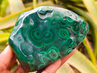 Polished Flower Banded Malachite Free Forms x 6 From Congo