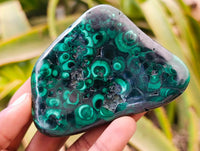 Polished Flower Banded Malachite Free Forms x 6 From Congo