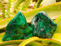 Polished Flower Banded Malachite Free Forms x 6 From Congo