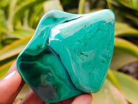 Polished Flower Banded Malachite Free Forms x 6 From Congo