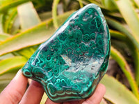 Polished Flower Banded Malachite Free Forms x 6 From Congo