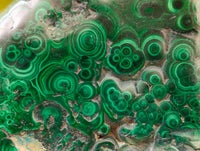 Polished Flower Banded Malachite Free Forms x 6 From Congo