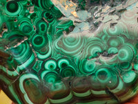 Polished Flower Banded Malachite Free Forms x 6 From Congo