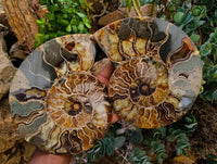 Polished Cleoniceras Ammonite Fossil Pair x 1 From Tulear, Madagascar