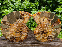 Polished Cleoniceras Ammonite Fossil Pair x 1 From Tulear, Madagascar