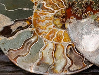 Polished Cleoniceras Ammonite Fossil Pair x 1 From Tulear, Madagascar