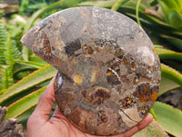 Polished Cleoniceras Ammonite Fossil Pair x 1 From Tulear, Madagascar
