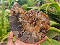Polished Cleoniceras Ammonite Fossil Pair x 1 From Tulear, Madagascar