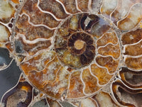 Polished Cleoniceras Ammonite Fossil Pair x 1 From Tulear, Madagascar