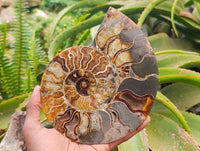 Polished Cleoniceras Ammonite Fossil Pair x 1 From Tulear, Madagascar