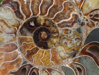 Polished Cleoniceras Ammonite Fossil Pair x 1 From Tulear, Madagascar