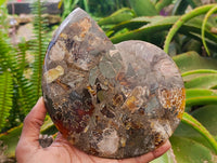 Polished Cleoniceras Ammonite Fossil Pair x 1 From Tulear, Madagascar