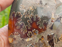 Polished Cleoniceras Ammonite Fossil Pair x 1 From Tulear, Madagascar