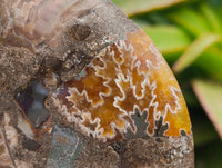 Polished Cleoniceras Ammonite Fossil Pair x 1 From Tulear, Madagascar