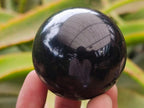 Polished Black Basalt Spheres x 12 From Madagascar