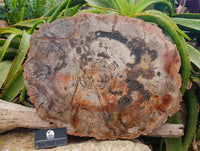 Polished Podocarpus Petrified Wood Slice x 1 From Mahajanga, Madagascar