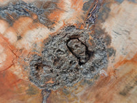 Polished Podocarpus Petrified Wood Slice x 1 From Mahajanga, Madagascar