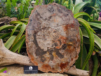 Polished Podocarpus Petrified Wood Slice x 1 From Mahajanga, Madagascar