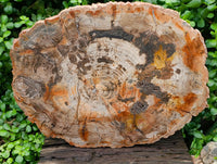 Polished Podocarpus Petrified Wood Slice x 1 From Mahajanga, Madagascar