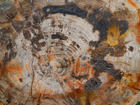 Polished Podocarpus Petrified Wood Slice x 1 From Mahajanga, Madagascar