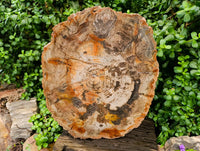 Polished Podocarpus Petrified Wood Slice x 1 From Mahajanga, Madagascar