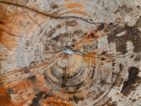 Polished Podocarpus Petrified Wood Slice x 1 From Mahajanga, Madagascar
