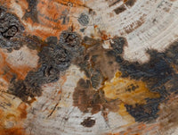 Polished Podocarpus Petrified Wood Slice x 1 From Mahajanga, Madagascar