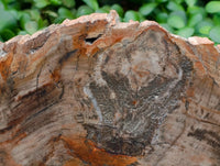 Polished Podocarpus Petrified Wood Slice x 1 From Mahajanga, Madagascar
