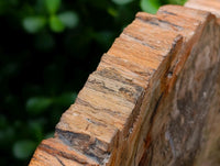 Polished Podocarpus Petrified Wood Slice x 1 From Mahajanga, Madagascar