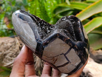 Polished Septerye Sauvage "Dragons Egg" Standing Free Forms x 2 From Mahajanga, Madagascar