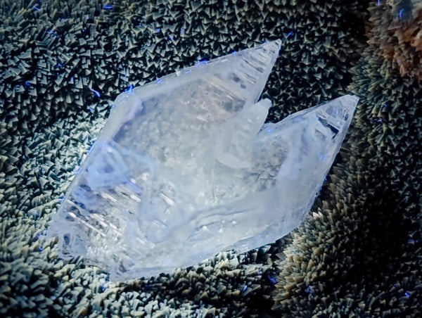 Polished Septerye Sauvage 