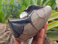 Polished Septerye Sauvage "Dragons Egg" Standing Free Forms x 2 From Mahajanga, Madagascar