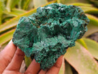 Natural Silky Malachite Specimens x 2 From Kasompe, Congo