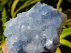 Natural Blue Celestite Specimens x 3 From Sakoany, Madagascar - Toprock Gemstones and Minerals 