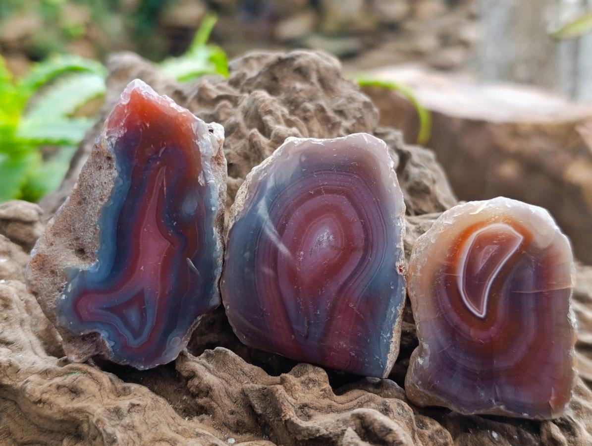 Polished On One Side Red Shashe River Agate Nodules x 35 From Shashe River, Zimbabwe