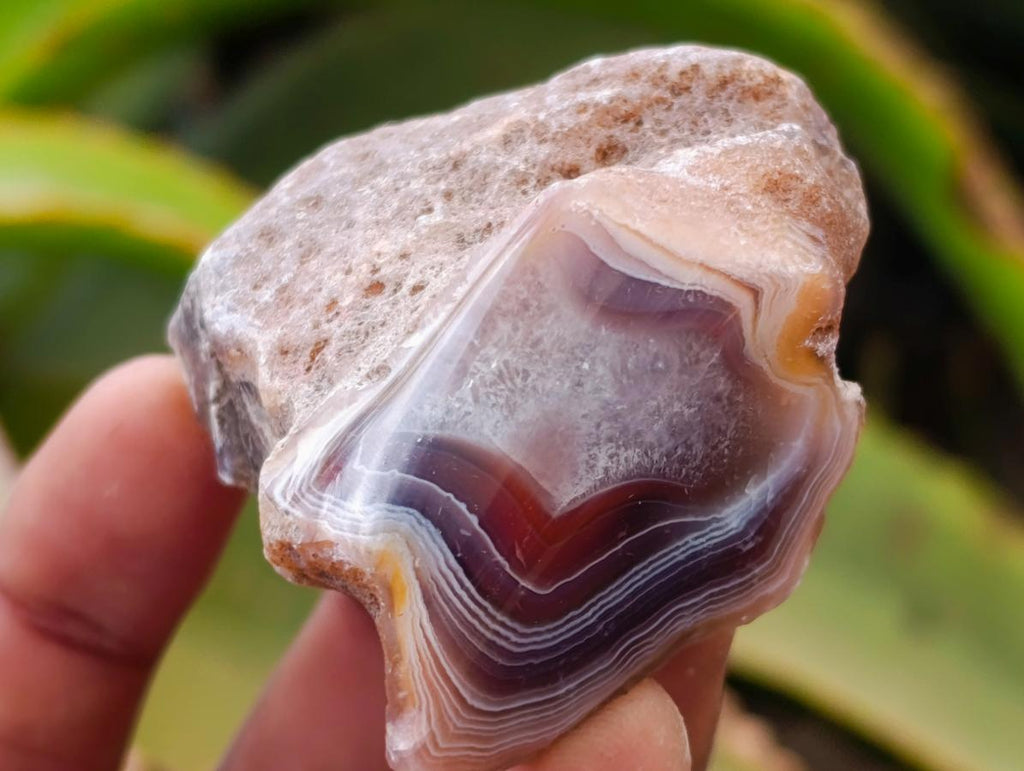 Polished On One Side Red Shashe River Agate Nodules x 35 From Shashe River, Zimbabwe