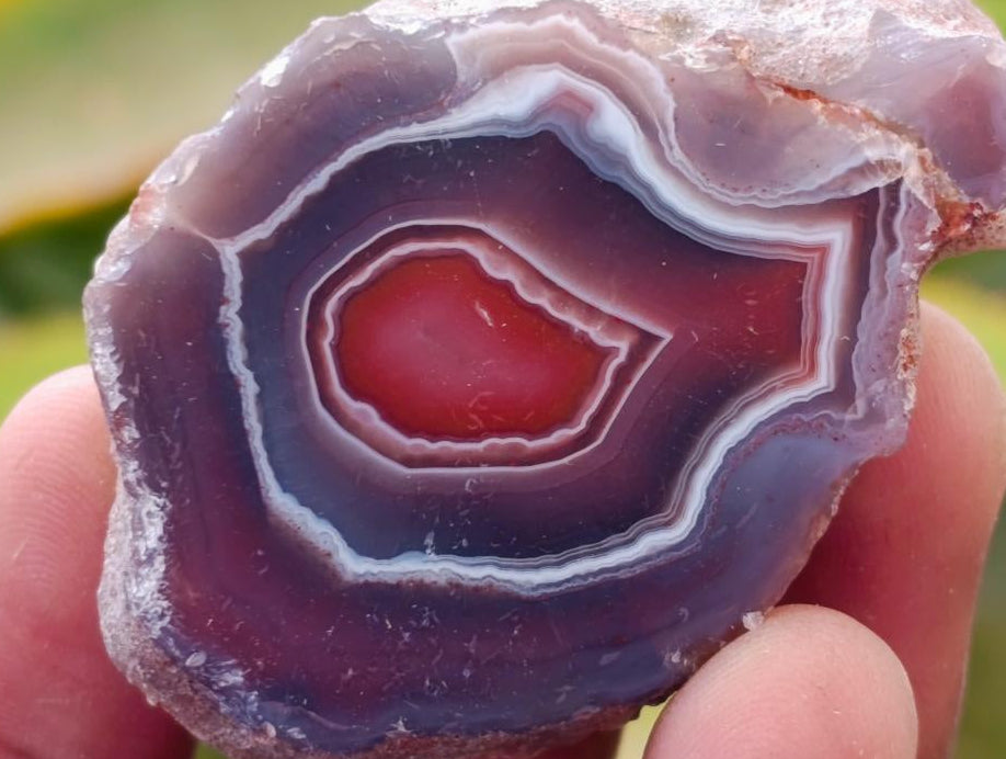 Polished On One Side Red Shashe River Agate Nodules x 35 From Shashe River, Zimbabwe