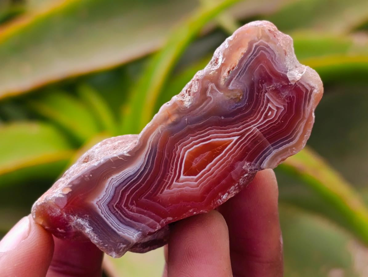 Polished On One Side Red Shashe River Agate Nodules x 35 From Shashe River, Zimbabwe