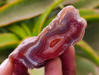 Polished On One Side Red Shashe River Agate Nodules x 35 From Shashe River, Zimbabwe